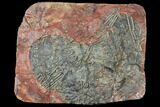 Silurian Fossil Crinoid (Scyphocrinites) Plate - Morocco #134250-1